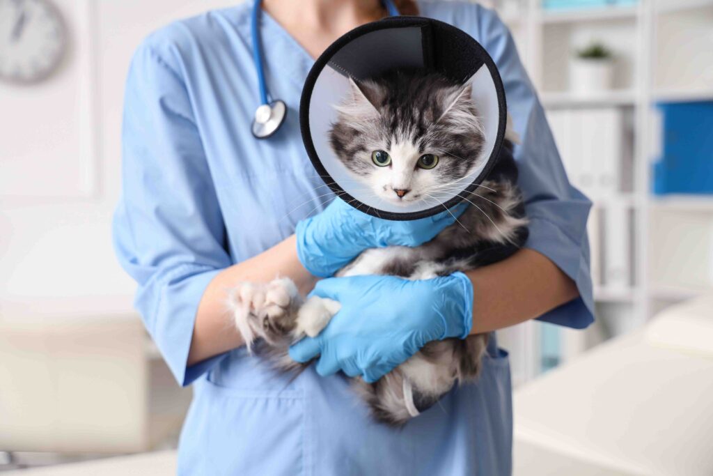 Female veterinarian holding cute cat